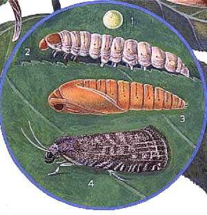 Aspectos gerais relativos a pragas e doenças das prunóideas e seu combate PRAGAS damasqueiro e pessegueiro TRAÇA ORIENTAL (Grapholita molesta) Morfologia e bioecologia: a traça oriental, Grapholita