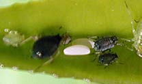A actividade predadora das larvas e adultos de A. bipunctata e C. septempunctata decorre de Abril a Julho. Em climas amenos C. septempunctata pode ter ainda alguma actividade em Setembro.