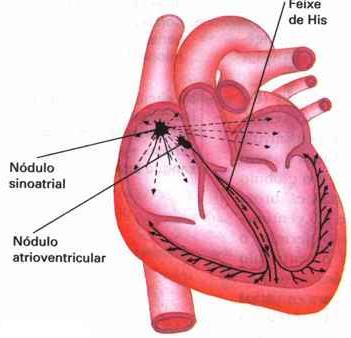 Atividade Elétrica do Coração Tecido de Condução: - Nodos * sinoatrial e átrioventricular - Feixe de His e Fibras de Purkinje Nódulo