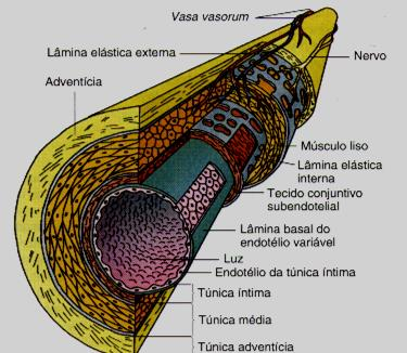 Em todos os tipos de artérias as paredes estão divididas em três camadas: Túnica intima: Células endoteliais e lâmina basal. Tecido conjuntivo frouxo sub-endotelial.