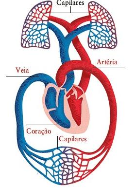 ANATOMIA