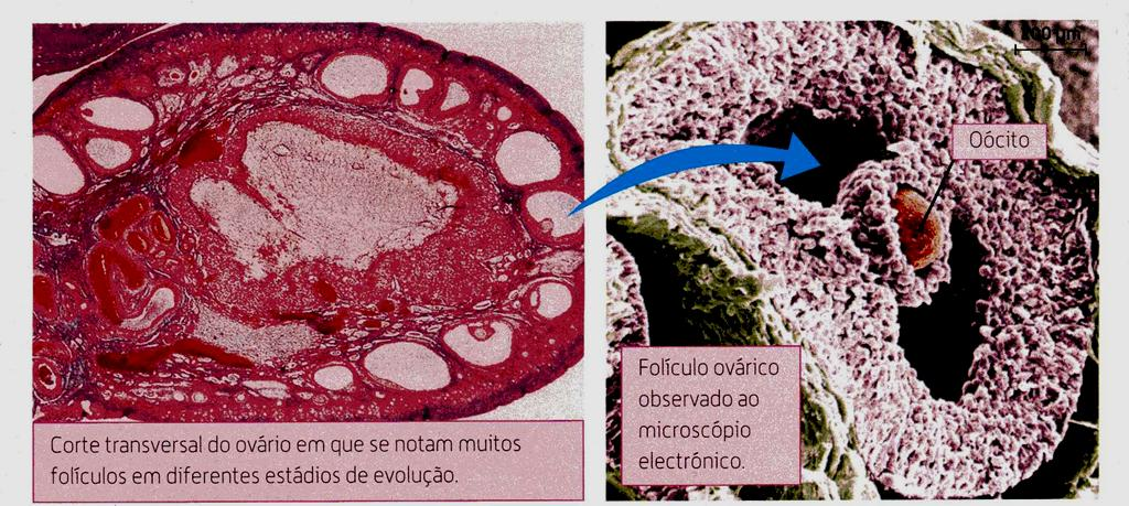 Ovários e Produção de óvulos Os oócitos ainda imaturos fazem parte de estruturas denominadas de Folículos
