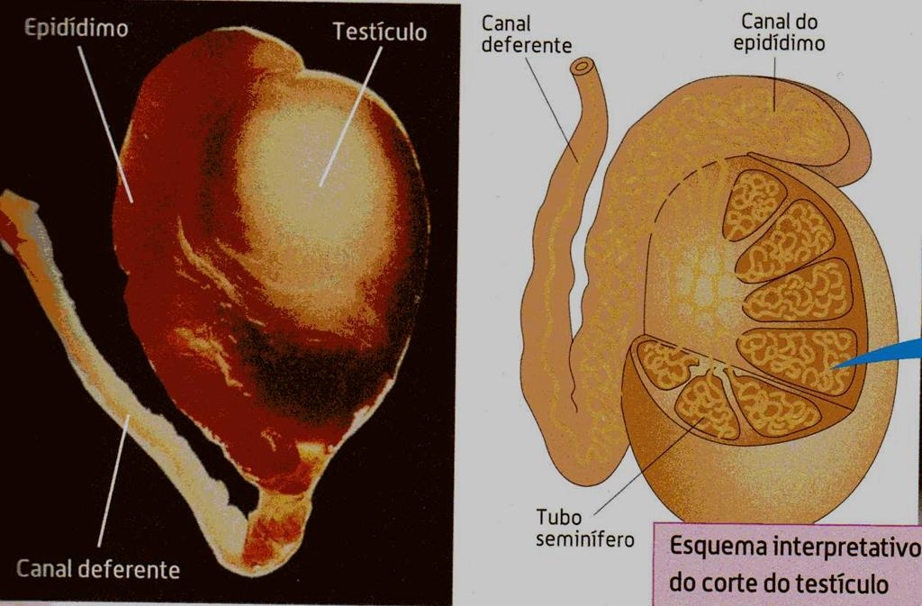 Testículos e Produção de espermatozóides Os testículos originam inúmeros espermatozóides, desde a puberdade até ao fim