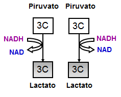 FERMENTAÇÃO FERMENTAÇÃO LÁCTICA Glicose degradada na ausência de O 2 Substância mais simples Ácido lático = fermentação lática Álcool etílico = fermentação alcoólica Ácido acético = fermentação