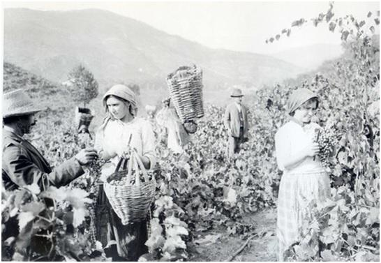 "O Doiro sublimado. O prodígio de uma paisagem que deixa de o ser à força de se desmedir. Não é um panorama que os olhos contemplam: é um excesso da natureza.