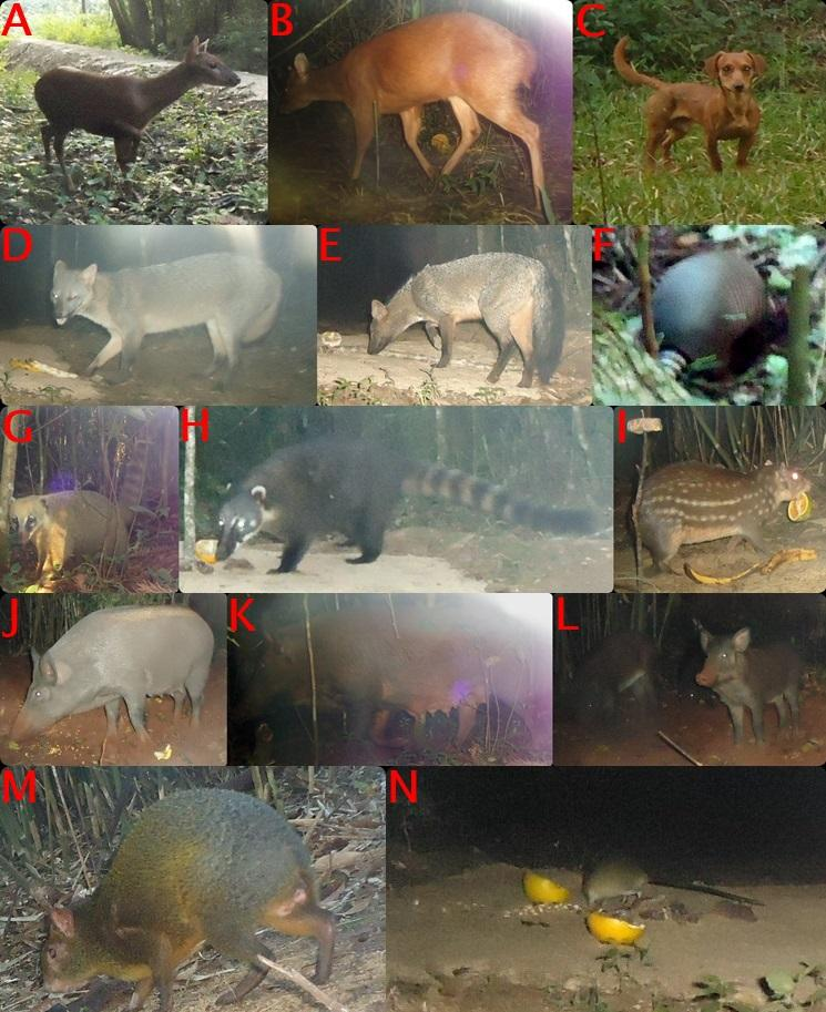 25 Das 16 espécies registradas no PELA, 10 foram fotografadas, 10 tiveram registros de pegadas e seis espécies foram visualizadas pela equipe de coleta (Figuras 5 e 6).