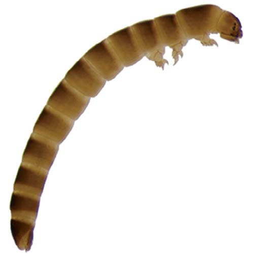 Dryopidae, larva, vista ventral. Figure 25.