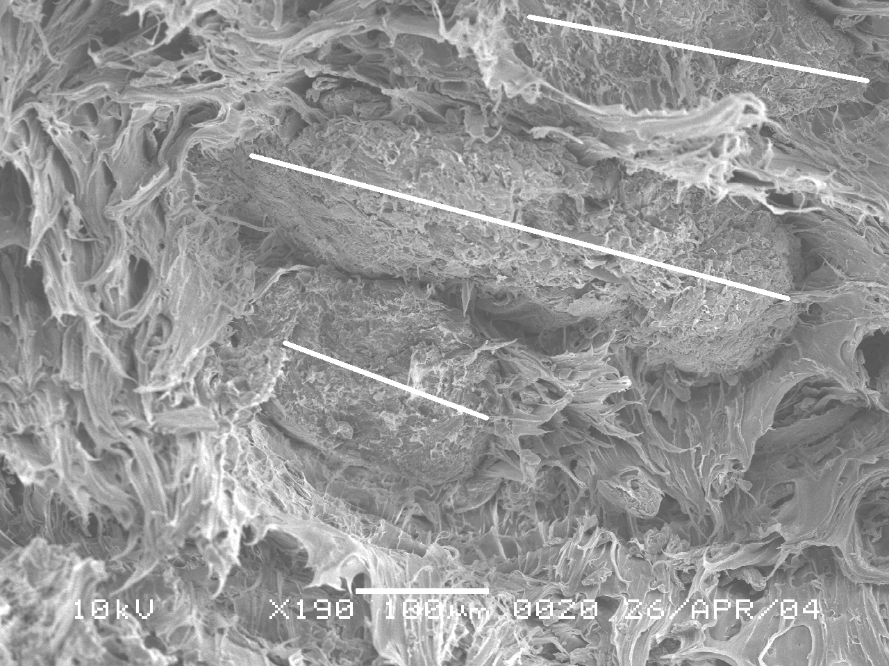 A FIGURA 31 mostra uma micrografia da MEV (Microscopia Eletrônica de Varredura) da fratura de uma amostra submetida ao ensaio de tração.