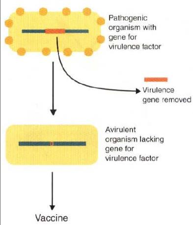 uma proteção eficaz e bloqueia a invasão celular pelo vírus virulento Vacinas marcadoras vacina DIVA Deleta