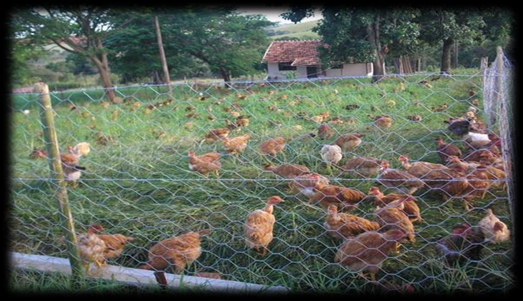 Manejo Nutricional Frangos caipira: Legislação prevê período mínimo de criação de 85 dias.