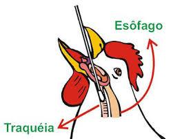 Programas Federais e Estaduais A utilização de vacina contra a influenza aviária é proibida no Brasil.