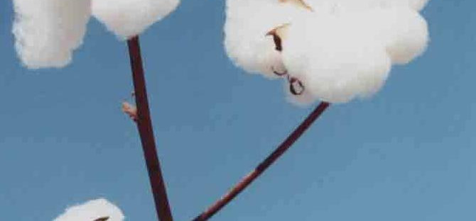 30,00 20,00 10,00 0,00 COMENTÁRIO: O preço da arroba do algodão em pluma apresentou até quinta-feira (25), alta de 2,2%.