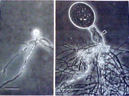 Filo Chytridiomycota Grupo ainda pouco conhecido Gametas e esporos flagelados (flagelo liso e posterior) Microscópicos e de morfologia simples filamentosos