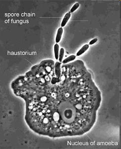 Amoebophilus simplex parasita de amebas. A nutrição ocorre por uma hifa especializada, o haustório.