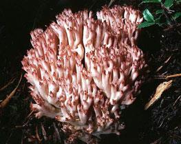 poros Phlebia chrysocrea (Polyporales), uma forma