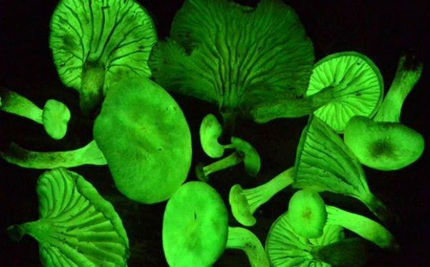 Neonothopanus gardneri Maior fungo bioluminescente do Brasil (Piauí) e um