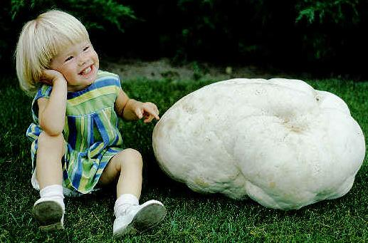 de gasteromicetos puffballs e