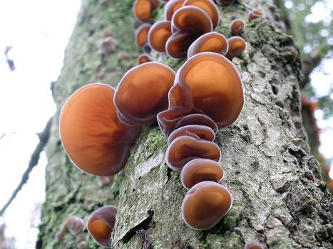 Cogumelos Orelhas de pau