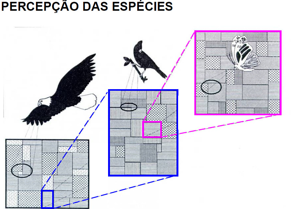 Uma Noção Integradora de Paisagem Na abordagem ecológica