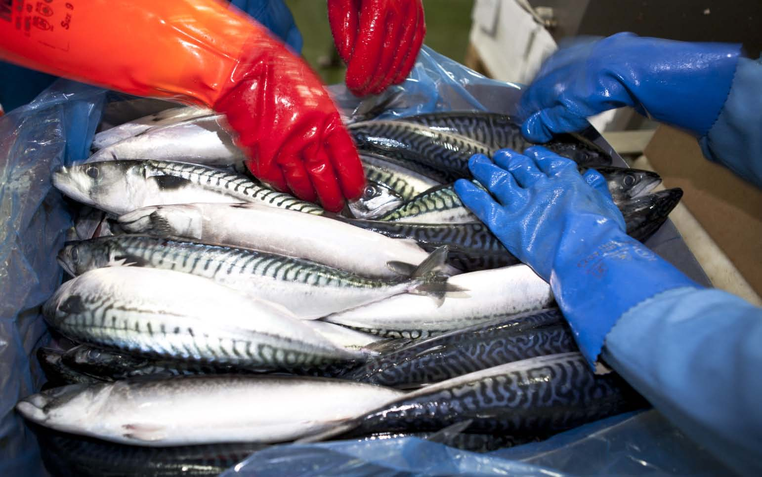 Embalagem de Lotes Marinhos Este sistema de loteamento e embalagem a bordo para embarcações congeladoras de pesca pelágica é composto do SpeedBatcher Marinho e da Unidade Marinha de Pesagem.