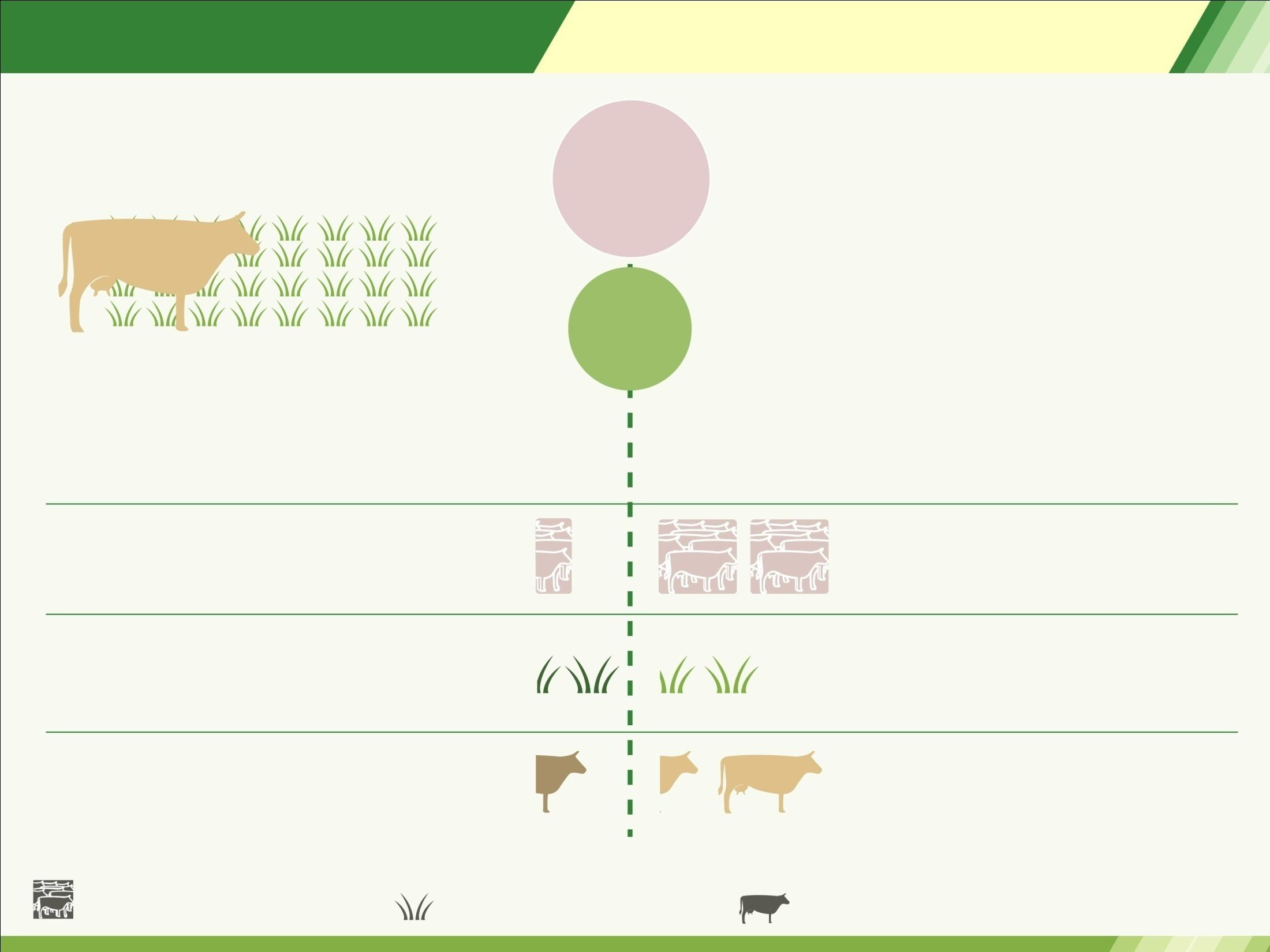 Pecuária Gado +251% Produção +39% Área Se o Brasil mantivesse a mesma tecnologia de 1960, teria de destinar mais 260 milhões de hectares de terra para pastagem logo, hoje = 430 milhões ha Rebanho