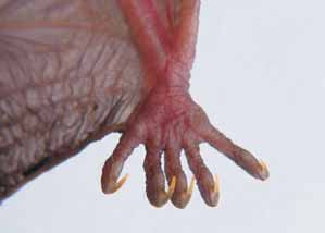 Este espécime foi fotografado vivo e a região plantar do pé apresenta coloração avermelhada por causa da vasculaização que é visível