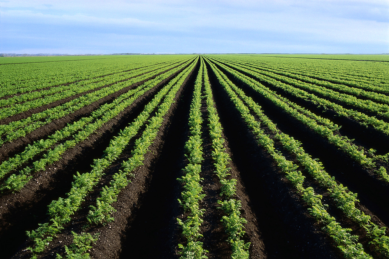 Os óleos vegetais e gorduras animais devidamente tratados e transformados em Biodiesel têm desempenhado uma alternativa cada vez mais procurada em todo o mundo.