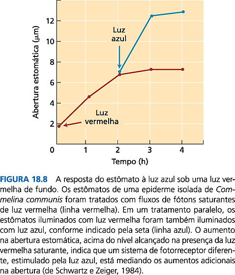 Espectro de ação para a