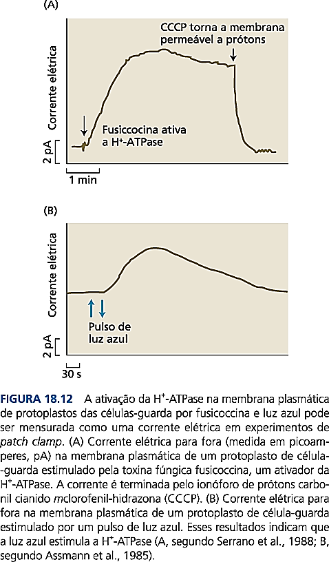 A ativação de bombas eletrogênicas, tipo a ATPase bombeadora de prótons, pode ser medida em experimentos de patch-clamping como uma corrente elétrica para fora da membrana plasmática.