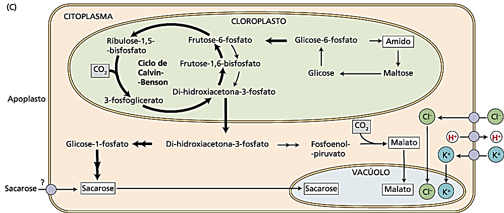 Rotas de osmorregulação: (3) Produção de sacarose a partir de precursores produzidos na rota fotossintética de fixação do carbono nos cloroplastos das células-guardas 3ª fase Luz vermelha