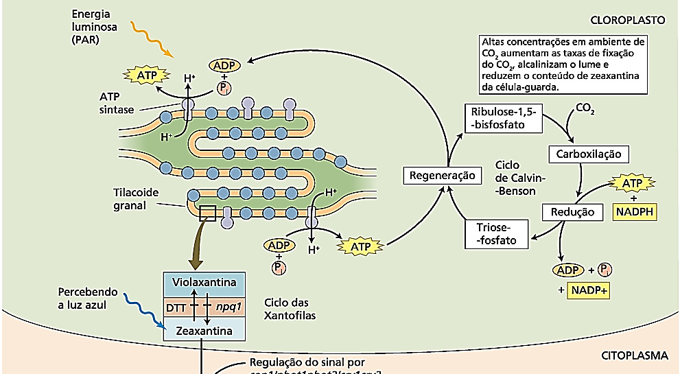 azul. Uma evidencia da zeaxantina como fotorreceptor da luz azul