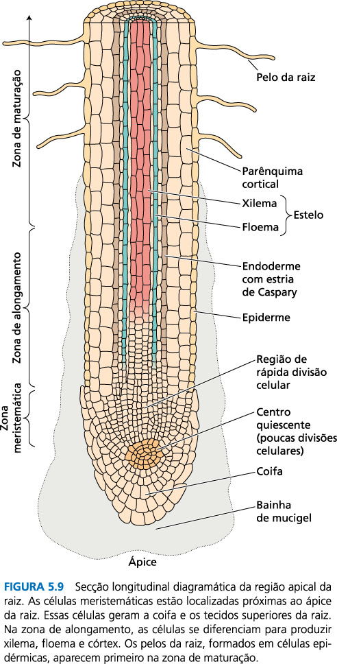 Absorção de água pelas raízes O contato entre a superfície das raízes e o solo fornece a