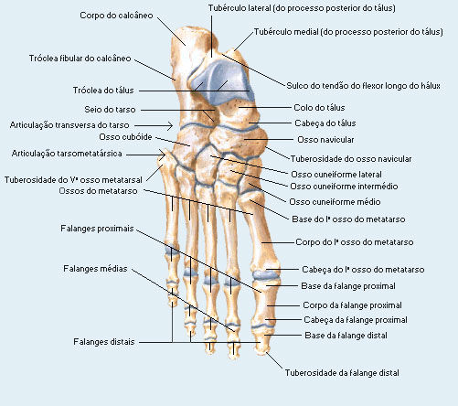 Fig. 08. Ossos do pé vista superior. Fonte: http://www.sogab.com.br/anatomia/cingulodosmembrosinferiores.htm REFERÊNCIAS AULA DE ANATOMIA. Osteologia. Disponível em: <www.auladeanatomia.com>.