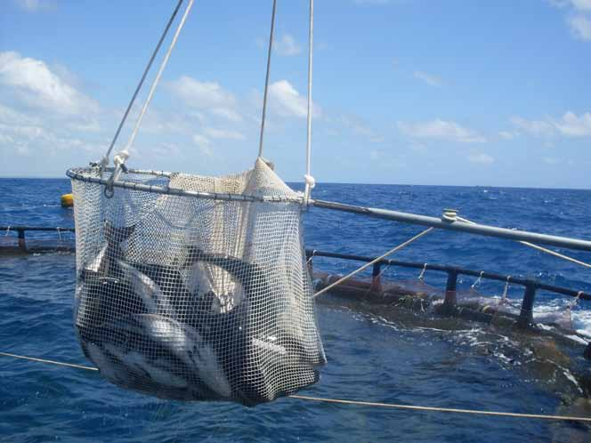 SEGMENTOS da aquicultura FIGURA 3 Pesca de beijupirá em um tanque-rede Ronaldo Oliveira Cavalli baixas em tanques de grande volume ou em viveiros escavados, os quais são previamente adubados para