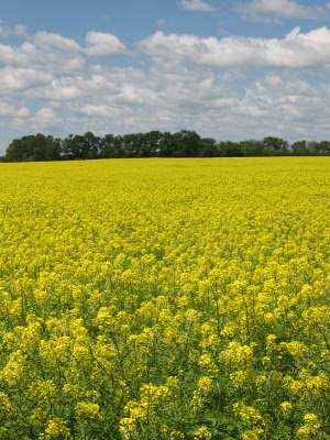 Canola