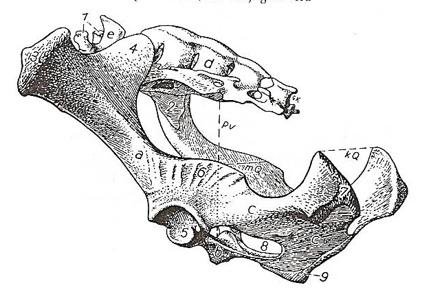1.1.6.9. Diâmetro vertical (fig. 5) desde a extremidade cranial da sínfise pélvica até o teto da cavidade pélvica. Ele indica a altura da cavidade pélvica. 1.1.6.10.