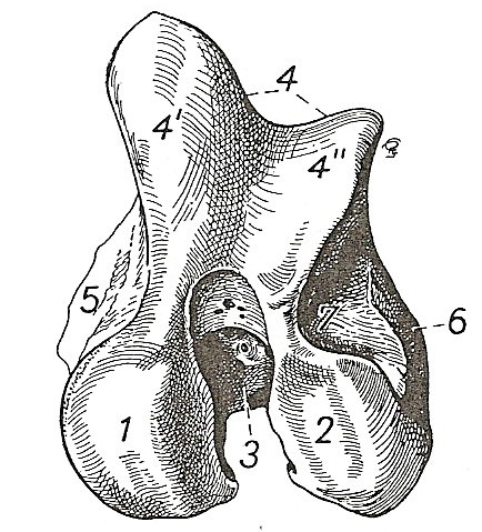 Fig. 7. Vista lateral e caudomedial do f êmur bov ino respectiv amente, mostrando: 1. cabeça do f êmur, 1. Fóv ea da cabeça, 2. colo do f êmur, 3. Trocânter maior do f êmur, 4.