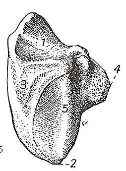 1.3.3.Sua face articular é caudal e articula com a tróclea do fêmur. A face oposta é a face cranial. 1.3.4. A patela dá inserção proximalmente ao músculo quadríceps.