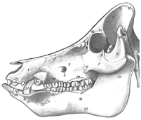 NAV (1968): Ossos do crânio (occipital, interparietal,