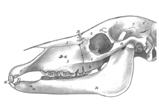 parte do crânio: Mandíbula (ou osso maxilar inferior), forma uma