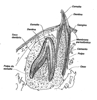 Os dentes pré-molares e molares, com as suas superfícies irregulares, trituram os alimentos, através de movimentos de lateralidade da