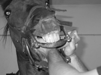EXAME DOS DENTES E DA CAVIDADE ORAL SEM ABRE-BOCAS Exame dos dentes pré-molares e molares Forçar o cavalo a abrir a boca.