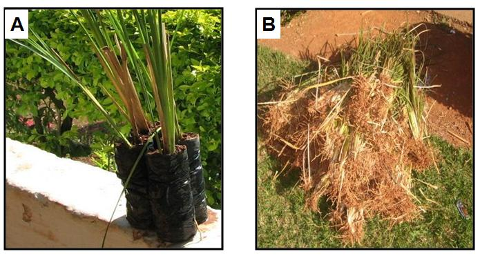 Figura 1. Mudas de vetiver produzidas em saquinhos de polietileno (A) e em raízes nuas (B).