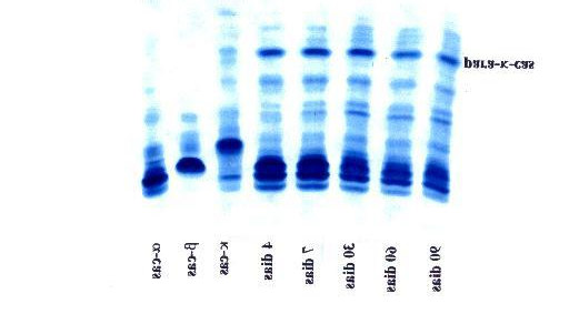 FIGURA 5 - SDS-PAGE DE PROTEÍNAS EXTRAÍDAS DO QUEIJO DE COALHO PRODUZIDO COM LEITE PASTEURIZADO/ INOCULADO COM St.