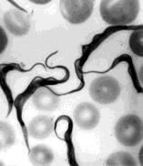 Reprodução assexuada por divisão binária. Ex.: Trichonymphas sp.