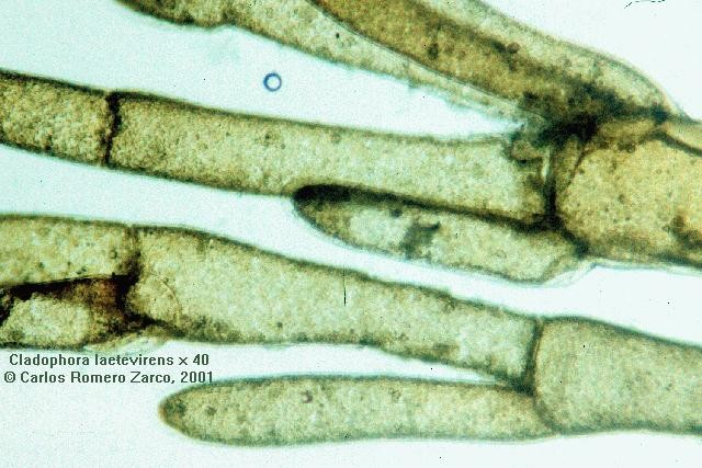 Filo Rhodophyta Algas multicelulares