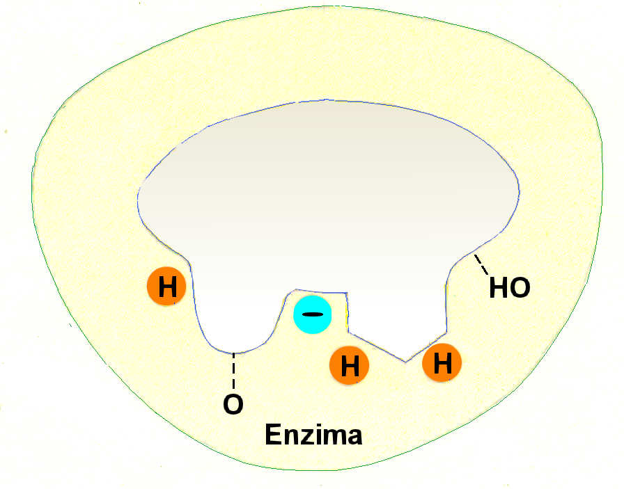 A noção de que há uma complementaridade entre a enzima e o substrato é fundamental na
