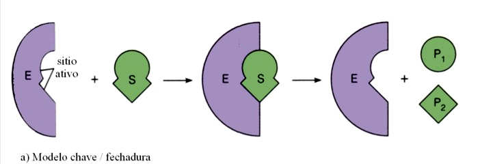 Emil Fischer (1894): alto grau de especificidade das enzimas originou