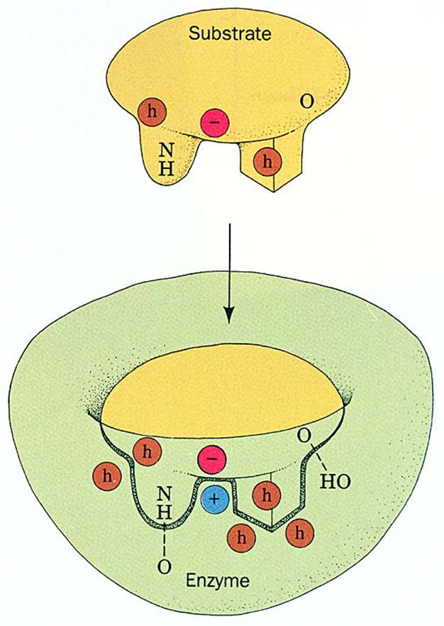 Interacção enzima-substrato A associação enzima-substrato é estabilizada por forças não-covalentes: interacções electrostáticas, forças de van der Waals, ligações de hidrogénio, efeito