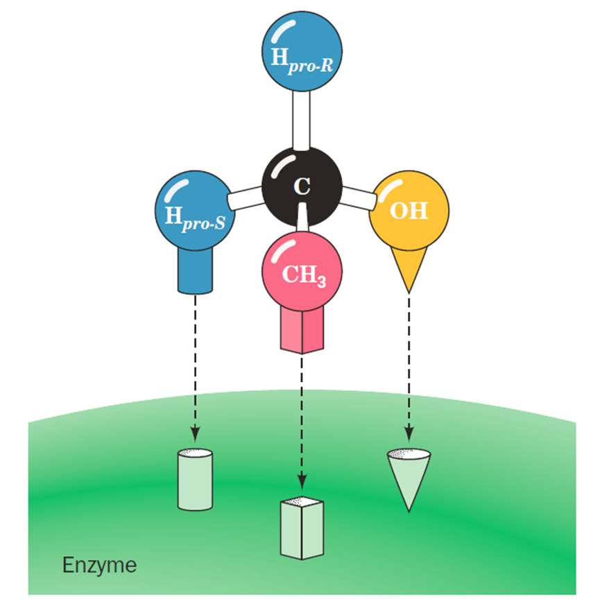 Estereo-especificidade relativa e absoluta Hidrogénios pro-quirais Etanol Enzima Os enzimas são altamente específicos tanto em termos da ligação a substratos quirais como na catálise das suas
